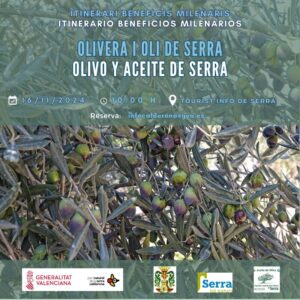 Read more about the article Olivera i oli a Serra 2024